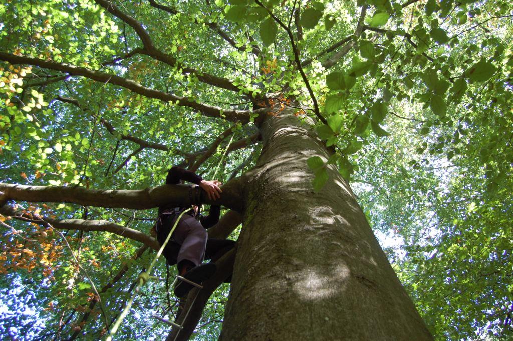 Le simple plaisir de grimper dans les arbres – Active For Life